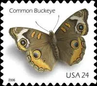 2006 USa Forever Common Buckeye Butterfly Stamps