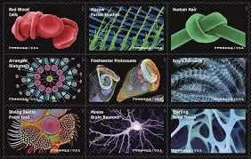 2023 USa Forever Life Magnified Explores Life on Earth Stamps